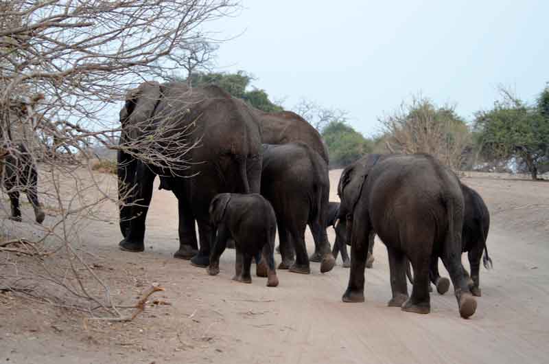 43 - Botswana - elefantes - parque nacional de Chobe